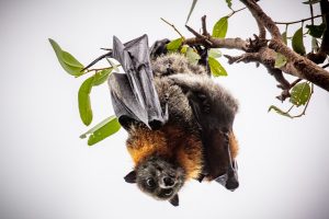 Flying foxes survive in numbers