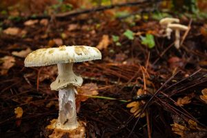 Wild mushrooms pose health risk