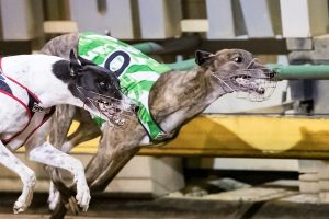 Hadeel Bale’s win a real blow for punters