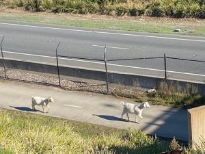 GOAT ‘shepherds’ fix freeway jam