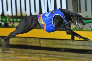 Hooked On Scotch retires to stud