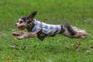 Dog park makes small strides