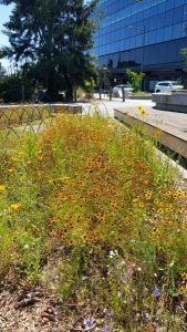 Wildflower meadow blooming marvellous