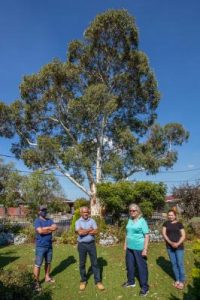 Tree hazard looms large