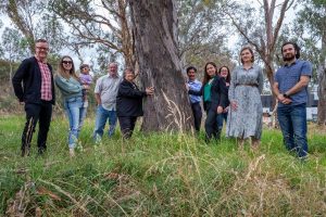 Yarraman trees saved