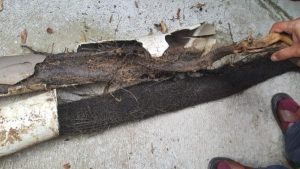 Deep roots, empty pockets