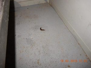 Garlick denies slug plant