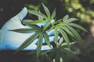 Cannabis crop seized in factory