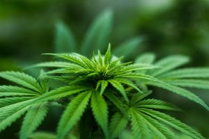Cannabis crop uncovered