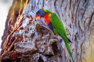 Braeside Park upgrades