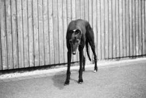 Government support for greyhound racing’s night of nights
