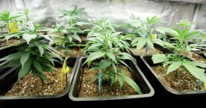 Cannabis seized in factory