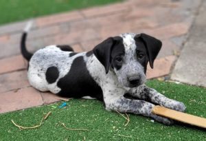 Keep pets safe from the heat