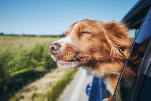 Keep your pets safe