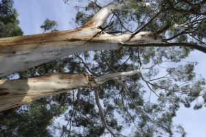 Anger at tree removal