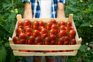Dandenong Market gets new tomato