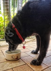 Pet regos due