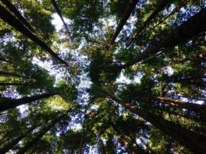 A sustainable tomorrow, together