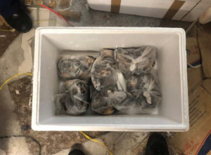 $30K ‘catch’ for illegal abalone retailer