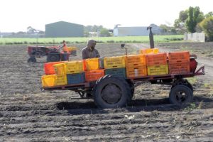 Farm fined $60k for hiring illegal workers