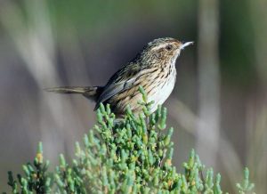 Concern about birds