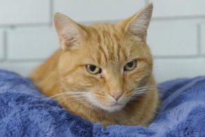 Cat curfew decision looms