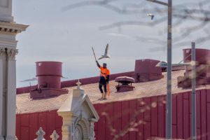Gulls swoop sweepers