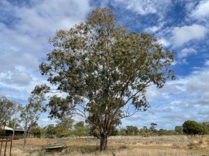 Tree removal law unveiled