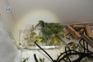 Six arrested in AFP grow-house raids