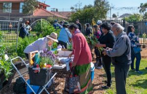Maralinga garden Springs to life