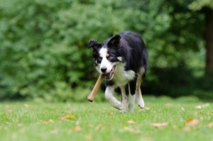 New dog park for Hills