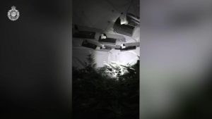 7th arrest after AFP ‘grow house’ raid