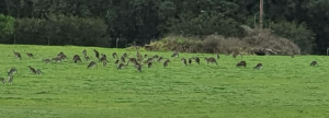 Kangaroos afforded ‘reprieve for now’