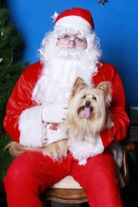 Pets at Christmas