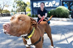 RSPCA offers Mates Rates to find a new friend