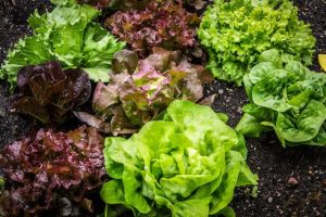 EPA suggests caution before consuming home-grown produce following extreme weather