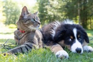 Become an RSPCA guardian angel