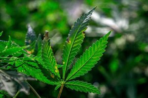Pair charged after dope raid
