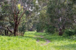 Green teams under-staffed: report
