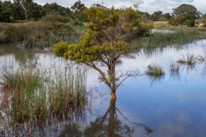 Sewage pollutes Keysy wetlands