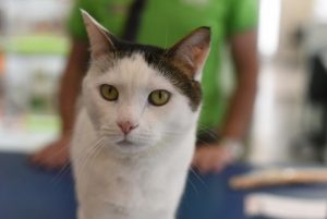 Revised curfew not the full cat plan