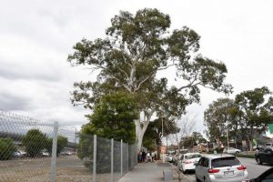 Tree law ‘can’t save’ last Red Gums