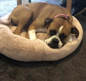 Casey still a hotspot for animal abuse