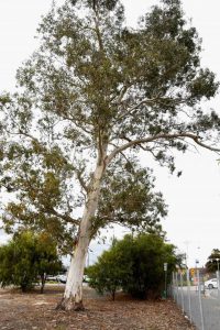 New hope for giant gums