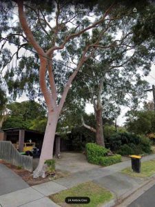 Trees downed ahead of new law