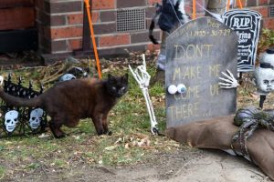 Terrifying treats for locals