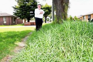 Nature-strip stand-off – who cuts the grass?