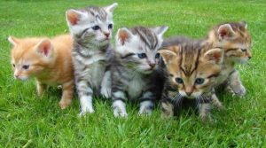 Funding plea for cat desexing