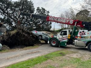 Fallen-tree rescue in Shawlands caravan park