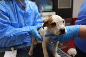 Pets bitten by cost of living
